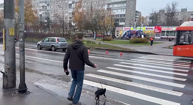 Иномарка сбила людей и собаку на пешеходном переходе в Нижнем Новгороде