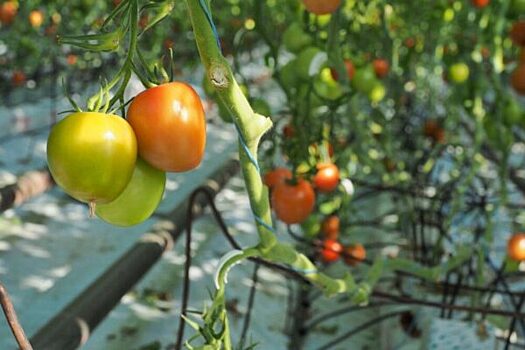 Что за овощи мы едим: репортаж из теплицы, где помидоры не растут в земле