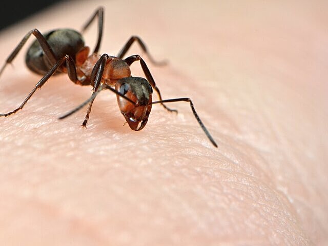 Французские ученые научили муравьев определять раковые клетки с помощью обоняния