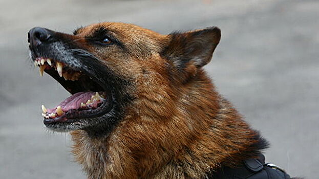 В Саратове мужчина натравил собаку на полицейских