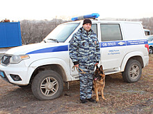 Овчарка  помогла задержать преступников в Приморье