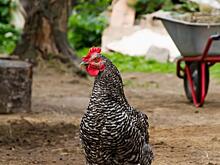 Пострадавшая от птичьего гриппа тюменская птицефабрика возобновляет выпуск продукции