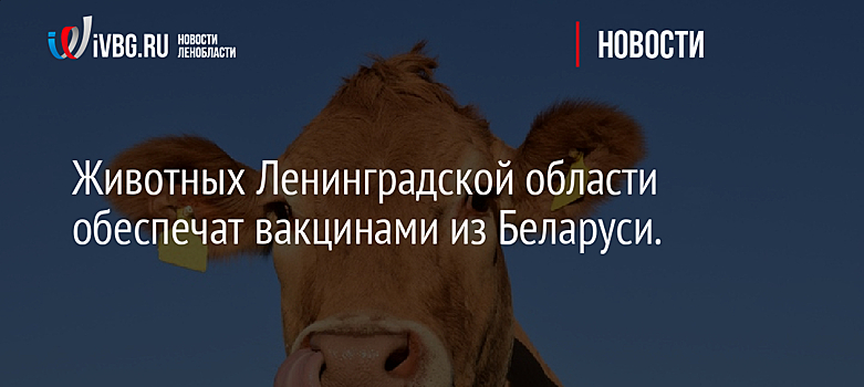 Животных Ленинградской области обеспечат вакцинами из Беларуси