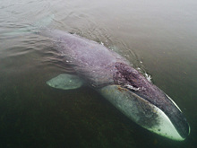 Спасение кита на Шантарских островах: как это было на самом деле