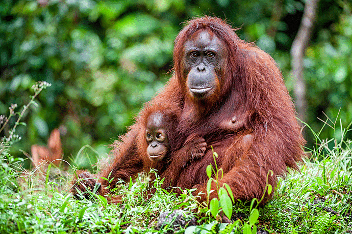 Малайзия будет дарить орангутанов странам-покупателям пальмового масла