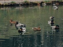 Мясников объяснил, почему опасно купание в водоемах с утками