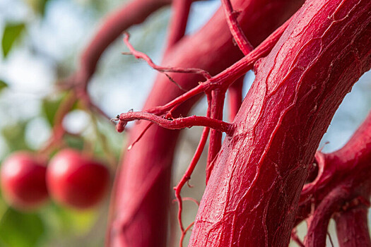 Как сохранить сосуды здоровыми: советы диетолога