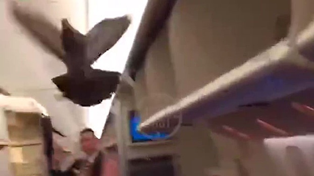 «Турист беспечный»: в Шереметьево из-за голубя на борту задержали рейс