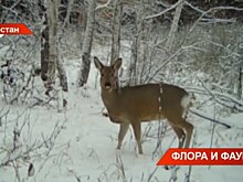 В Татарстане в 2022 году возбудили более 600 административных дел по фактам браконьерства — видео