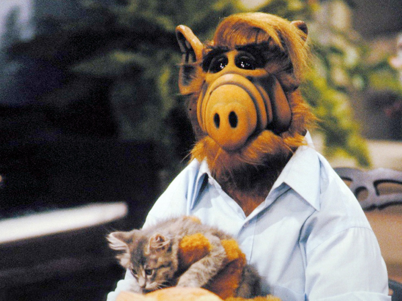 Альф количество серий. Пол фаско альф. Альф количество серий. Альф количество серий. Альф количество серий.