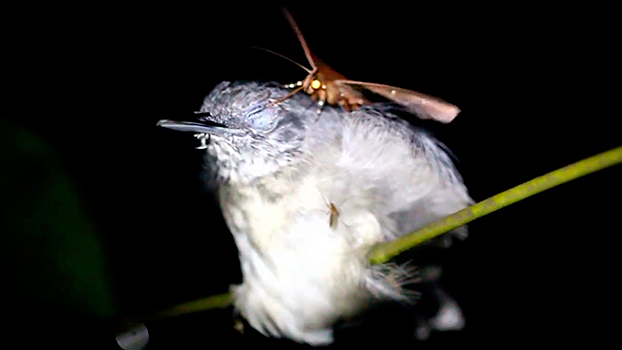 Пьющие из глаз птиц бабочки-вампиры шокировали Сеть