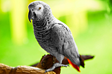 Как и почему разговаривают попугаи