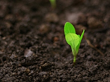 Универсальный грунт — лотерея: как смешать идеальную землю для рассады своими руками