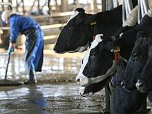 Россияне пожаловались на резкое повышение цен на молоко