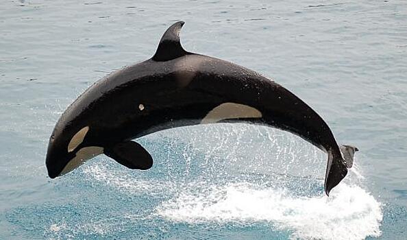 Китовый скандал: кто вместо России хочет поставлять животных в океанариумы Китая