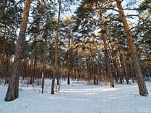 Мэрия Челябинска получила предостережение из-за кладбища в бору