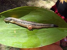 В Самарской области женщина выловила из Усы странную рыбу с наростом