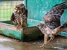 Дагестанский соколиный центр увеличивает популяцию кречетов