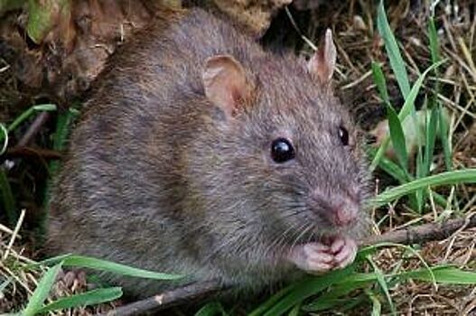 Минздрав предупреждает саратовских дачников об опасной "крысиной лихорадке"