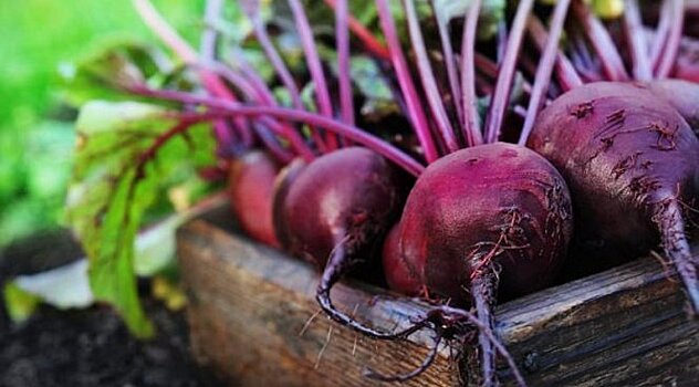 Анаболики можно успешно заменить обычной свеклой