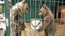 В Челябинск привезли медвежонка-сироту из Перми