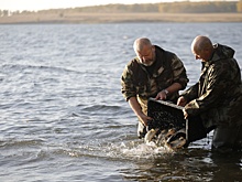 На Южном Урале в Шершневское водохранилище выпущено более 3000 сазанов