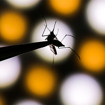 В Китае ученые придумали как уничтожать комаров с помощью радиации и бактерий