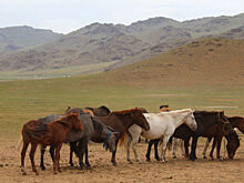 В зубы смотрят: в Монголии найдены древнейшие свидетельства стоматологического лечения лошадей