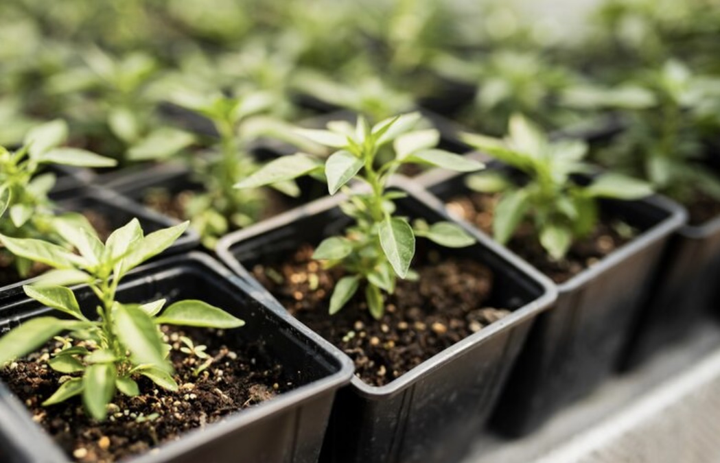 Биолог НГПУ назвала оптимальные сроки высадки рассады в открытый грунт