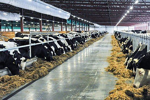 Власти Подмосковья предложили изменить механизм надзора в племенном животноводстве