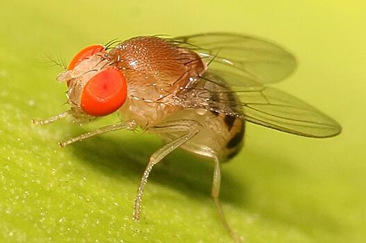 Ученые МГУ выявили закономерности миниатюризации насекомых