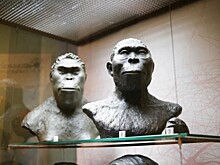 Всё о мозге человека и животных. В Дарвиновском музее открылась экспозиция проекта «Эволюция сложных органов»