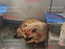 Пушистый пассажир катается на автобусах в Нижнем Новгороде
