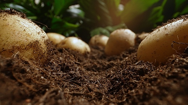 Кто и когда одомашнил картофель