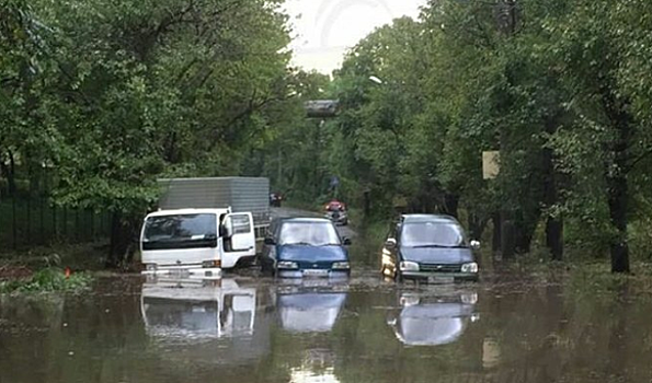 Во Владивостоке лев прокатился в автомобиле