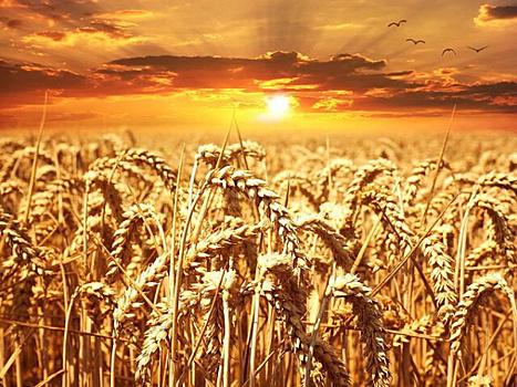 В Самарской области продавали небезопасное зерно