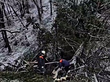 В Сочи дерево проломило крышу дома и упало возле кровати ребенка