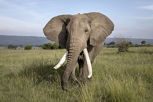 В Кении слоны конкурируют с людьми из-за пищи и воды