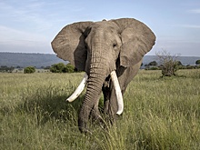 В Кении слоны конкурируют с людьми из-за пищи и воды