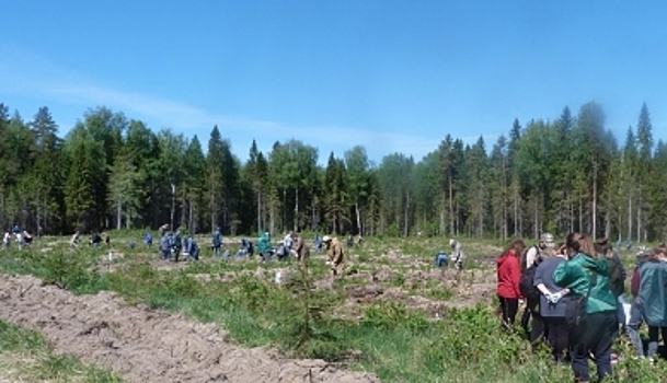 В Костромской области за месяц посадили 11,5 миллионов деревьев