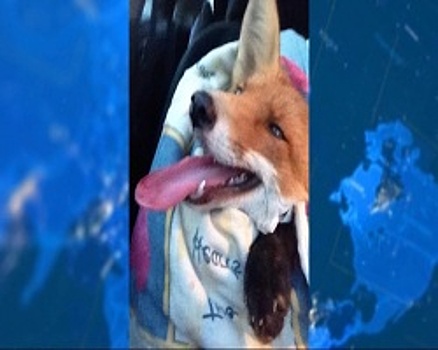 В Башкортостане выходили лиса, сбитого на Бирском тракте