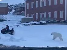 Погоня белого медведя за россиянином попала на видео