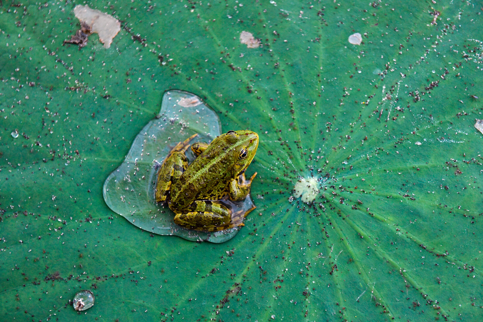 Три новых вида лягушек обнаружены на севере Перу