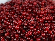 Врач рассказал волгоградцам о пользе клюквы в зимний период