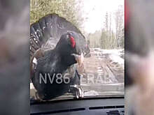В Югре глухарь атаковал автомобиль во время поездки по лесу