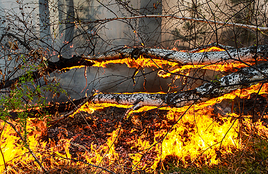 «Гринпис»: катастрофические пожары в Сибири и на Дальнем Востоке могут повториться в еще больших масштабах