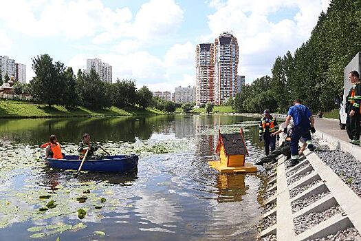 Пернатые довольны. На Большом Очаковском пруду установили домики для уток