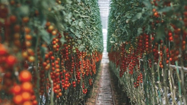 Майнеры вырастили урожай «криптоматов»