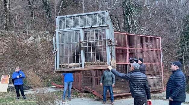 Спасенный сочинскими географами медведь переезжает в новый дом