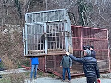 Спасенный сочинскими географами медведь переезжает в новый дом